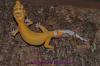 Leopardgeckos abzugeben