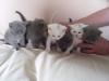  BKH Kätzchen * British Kurzhaar Kitten - KARTÄUSER mit