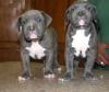 pitbull blueline welpen abzugeben! 