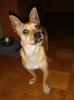 Jasper,  kleiner Chihuahua Mix Rüde sucht ein Zuhause.