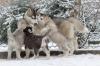 süß siberian husky babys mit ADRK-Papieren,  Suchen Ein Neues Zuhause