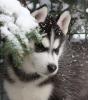 Siberian Husky Welpen Weibchen,  Rüde,  geb : 17.12.2014