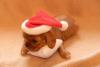 Cavalier King Charles Spaniel VDH/ FCI 
