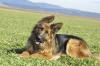 Altdeutsche Schäferhunde /  Schäferhund /  Familienzucht /  Bayern /  Niederbayern / 