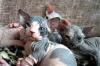 Exclusive,  reinrassige,  typvolle  Sphynx Kitten