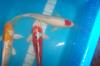 Japan Koi,  Israel Koi,  Biotopfische,  Teichmuscheln,  uvm. vom Koi Center Schafflu