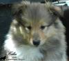 3 wunderschöne,  gesunde Colliekinder m.P.