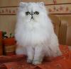 Perserkatze