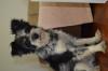 Australien Shepherd Mix 5 1/ 2 Jahre sucht liebevolles Zuhause