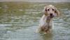 Goa English Setter Hündin Welpe