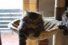 getigerter reinrassiger shaded Peser Kater