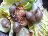 Achatschnecken,  Nachzuchten von Achatina fulica und A.immaculata 