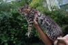 Bengalkater mit Papieren,  Bengal Deckkater,  Bengal Kitten