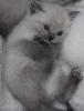 WUNDERSCHÖNE REINRASSIGE BKH POINT KITTEN KATZENBABYS BABY BALD ABGABE IN 2 WOCH