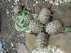 Griechische Landschildkröten Nachzuchten THB aus 2012 und 2013