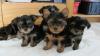 Yorkshire Terrier Welpen