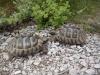 2 Dalmatinische Landschildkröten,  TH,  eierlegend,  1 Jungtier