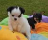 4 Chihuahua L/ S haar Welpen