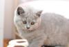 BKH Katzenbabys mit Stammbaum