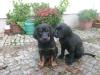 Labrador /  Berner Sennen Mix Welpen