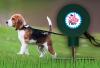 3 Sixty Fun  - Outdoorleine (Hunde-Langlaufleine) Hundeleine,  Freilaufleine