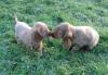 2 süße Cocker Spaniel Welpen