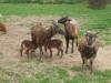 Verkaufe Soay- Bocklämmer,  Suche Dorper-Aue- und Bock