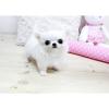 Mini Chihuahua Welpen mit Papiere,  Impfung,  Chip + EU Pass