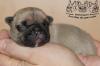 Französische Bulldoggen Welpen/ Babys aus dt Zucht mit Papieren