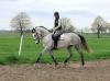 Spring Hannoveraner pferde /  Allrounder: CALGARY PJ *2008 v. Calme