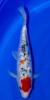 Koi AA High Quality Handpick  30 - 35cm  / /  Fa.Fördefisch