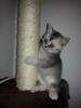 BKH KITTEN