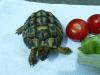 Griechische Landschildkröte Schildkröte,  männlich,  ca. 8 Jahre  aus Freilandhalt