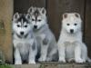 Reinrassige Siberian Husky Welpen,  mit VDH /  DCNH Papieren