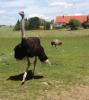 Vogelstrauß quartett trio alle Hennen legen Eier,  Strauß