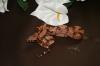 Boa Constrictor Imperator DNZ - Bloody Salmon,  Pink Pastel,  Hypo Jungle