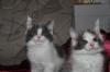 2  verschmuste Maine Coon Kitten