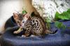 Bengalkitten mit Stammbaum,  Minileoparden