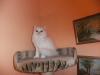 perser, perserkatze Babys