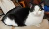 Wir vermissen unsere schwarz weiße Katze Müffel /  entlaufen 