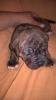 olde english bulldog welpen 