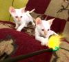 SELTEN Exclusive,  reinrassige Cornish Rex Babys Kitten - RED POINT