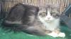 Maine Coon Weibchen sucht neues Zuhause