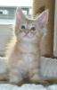 Maine Coon Kitten
