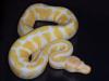 Verkaufe meine  1.3 Königspython Albino DNZ 2010