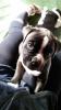 Kleiner Old English Bulldog/ Boxer Hybride