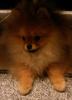 Pomeranian Zwergspitz Welpe mit Ahnentafel .