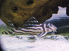 Netter L46 Zebra-Harnischwels 