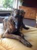 Lena sucht ein neues zu Hause