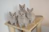 BKH - Britisch Kurzhaar Kitten abzugeben mit Papieren